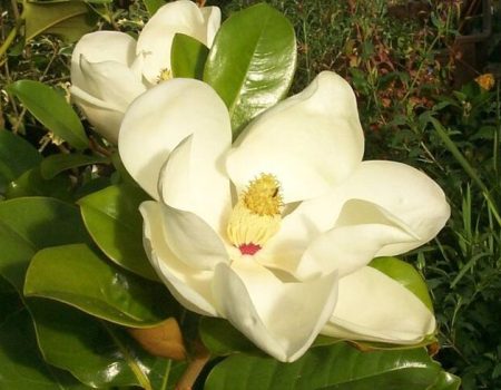 large_magnolia-grandiflora-edith-bogue-2